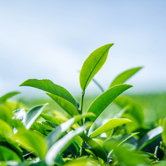 Natural Green Tea Foam Cleanser